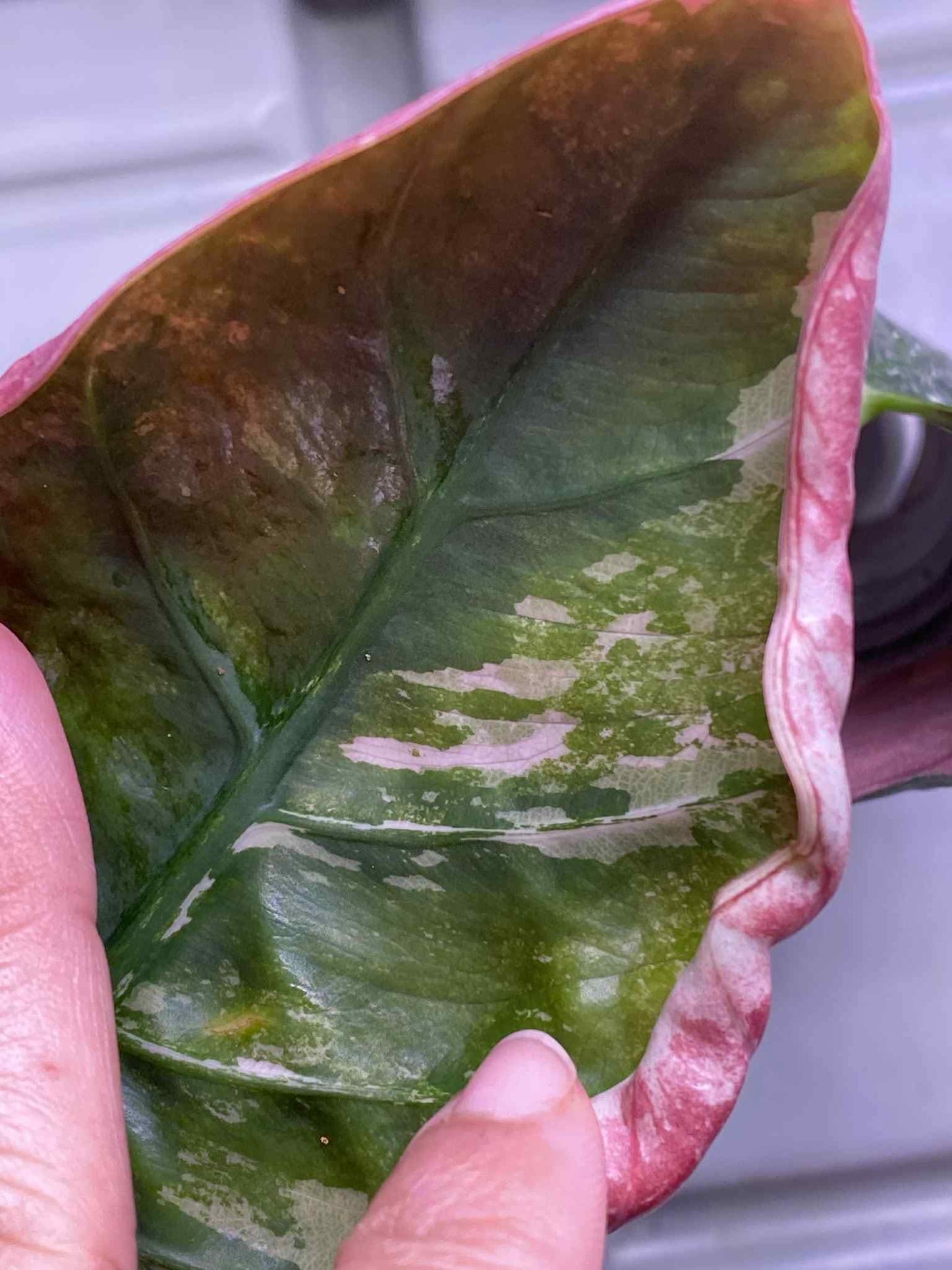 Alocasia Reginae Albo/Pink variegated *pre-order import*