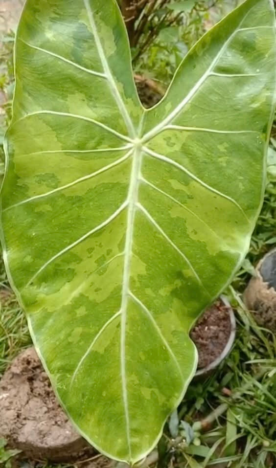 1x CORM - Alocasia Longiloba ‘Yellow Sand’ Variegated *Pre-Order Import*