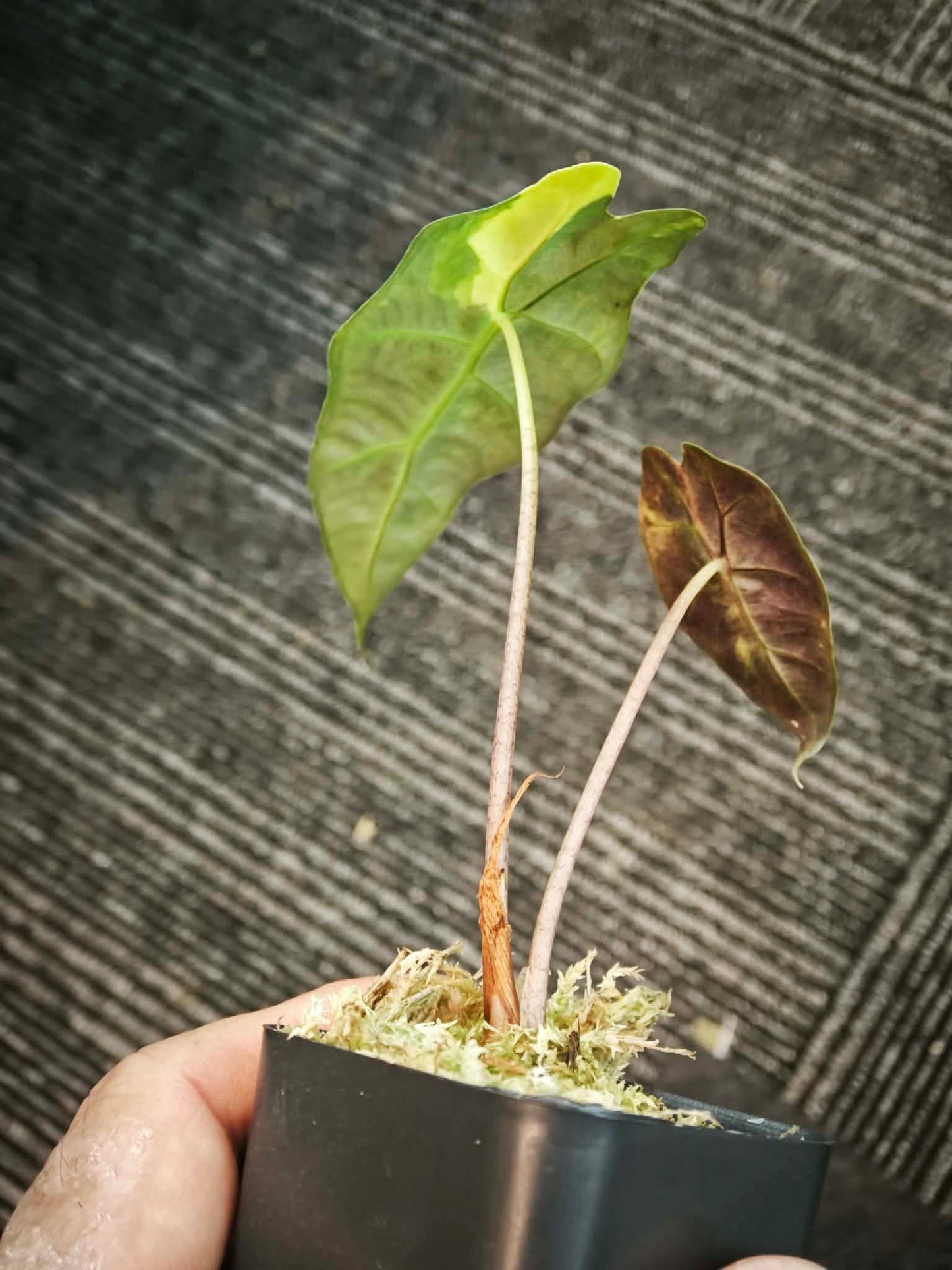 Alocasia (Polly x Watsoniana) Aurea Variegated *pre-order import*