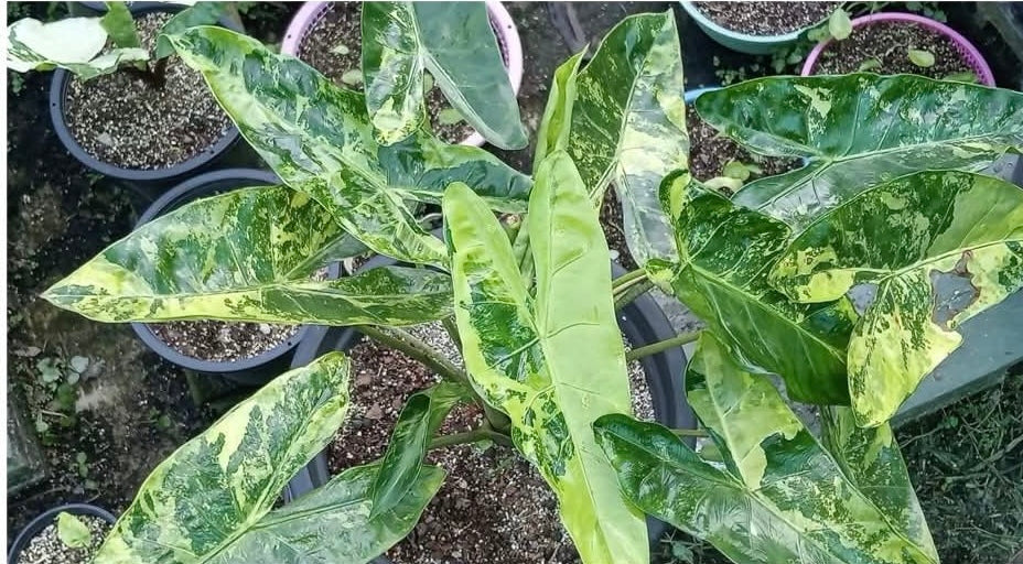 1x CORM - Alocasia Longiloba ‘Super Yellow’ Variegated *Pre-Order Import*