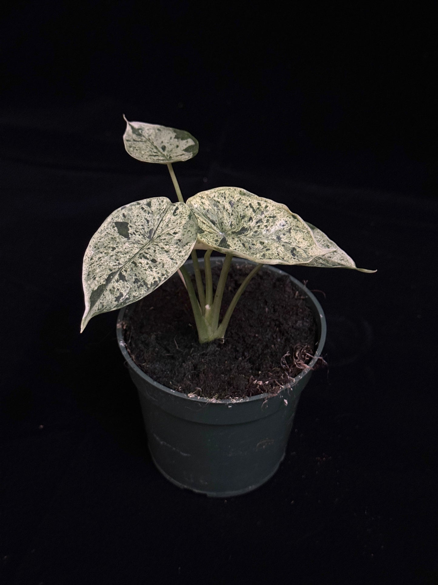 Alocasia Dragon Scale Mint - High Var (growers choice)