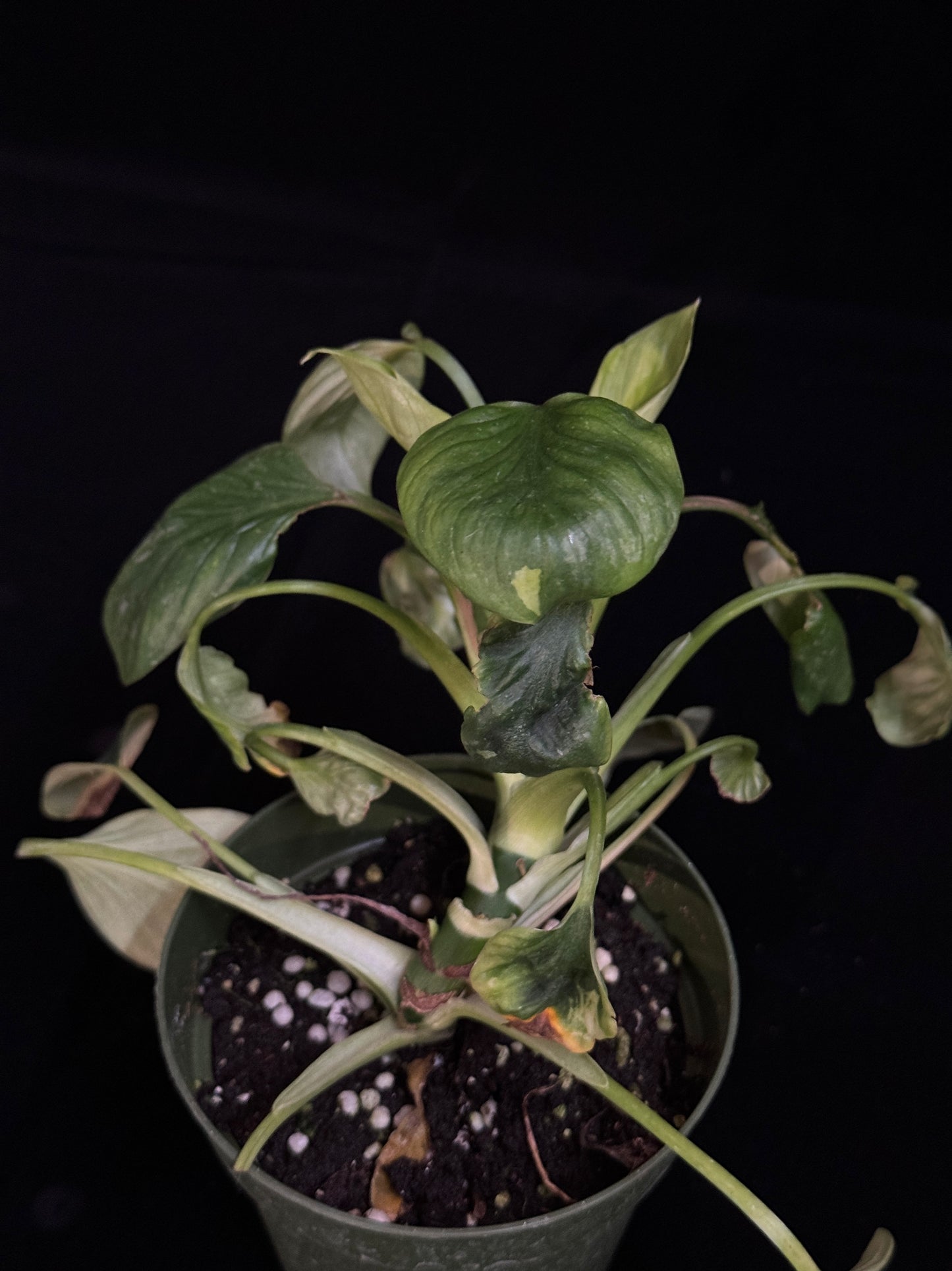 Philodendron Mamei - TWIN LEAF MUTATION