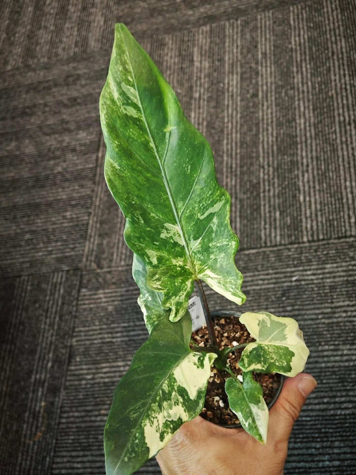 Alocasia Lauterbachiana Albo Variegated *pre-order import*