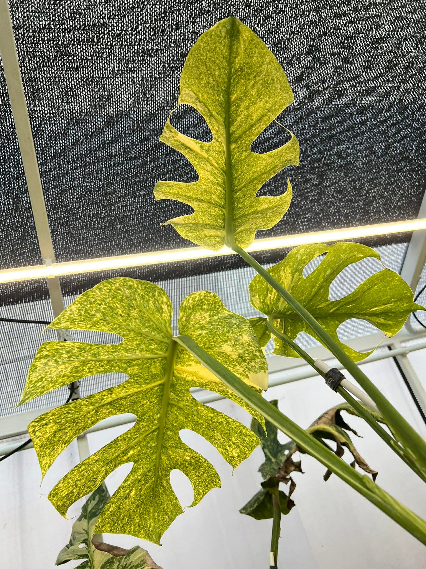 Monstera plant leaves with a textured wall and light fixture in the background