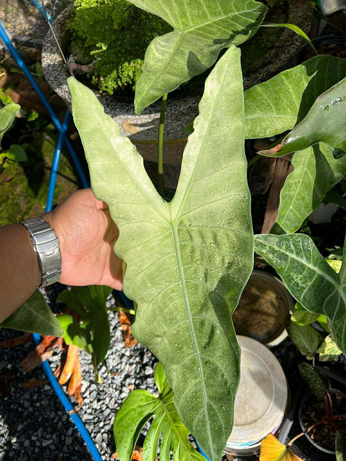 CORM - *RARE* Alocasia Longiloba Fog Mint Variegated