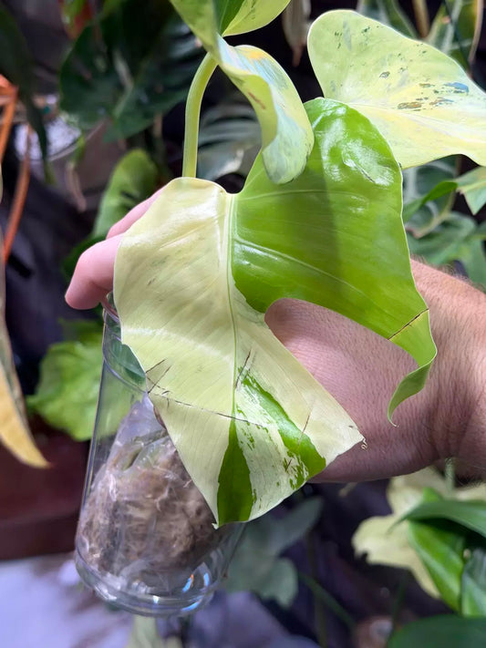 Rare! Monstera Light Line Variegated