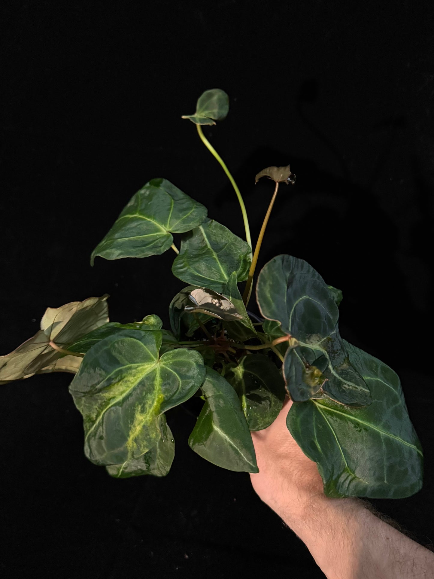 Anthurium Forgetii Sport