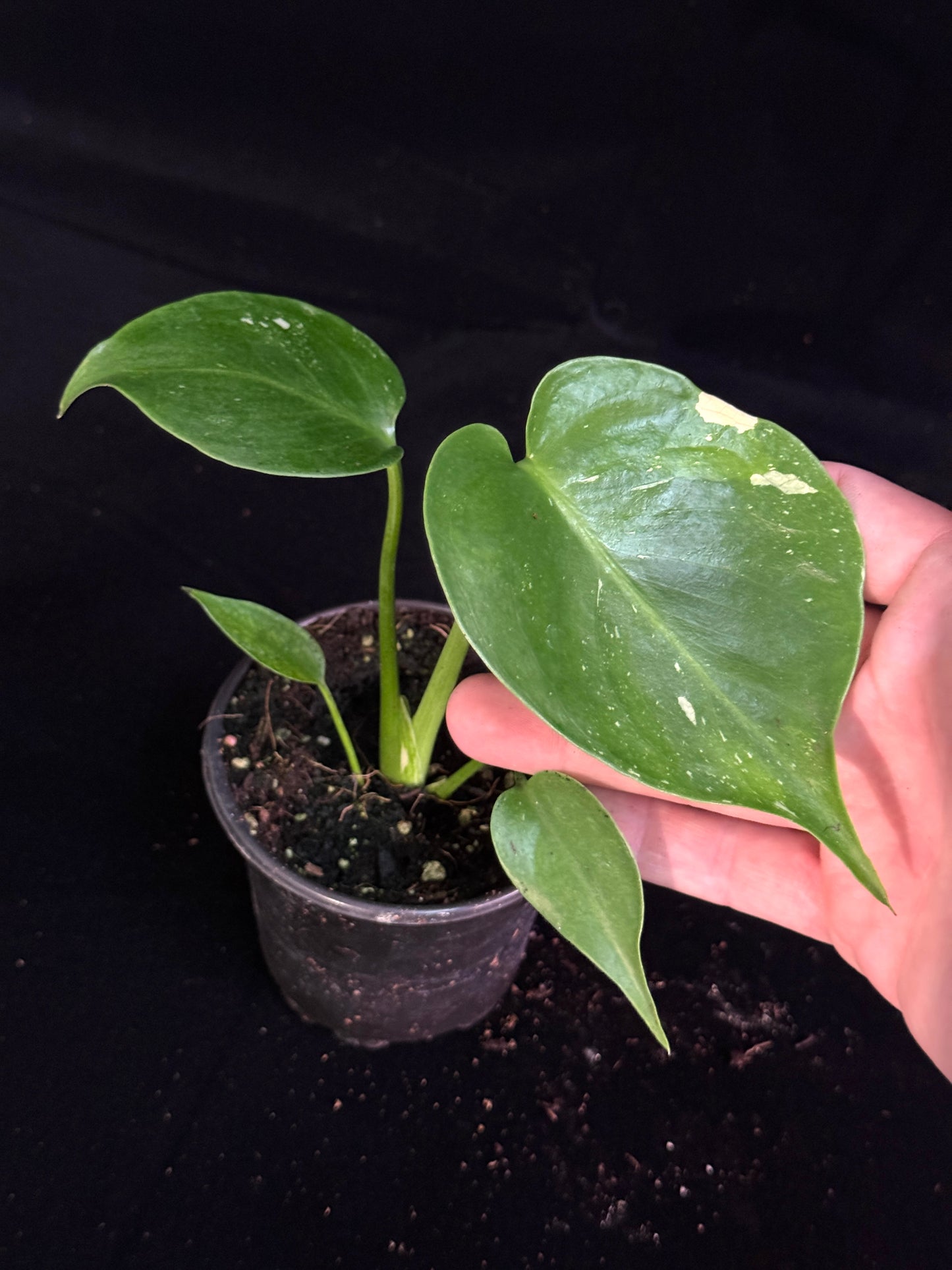 Monstera Thai Constellation *SPECIAL PICK*