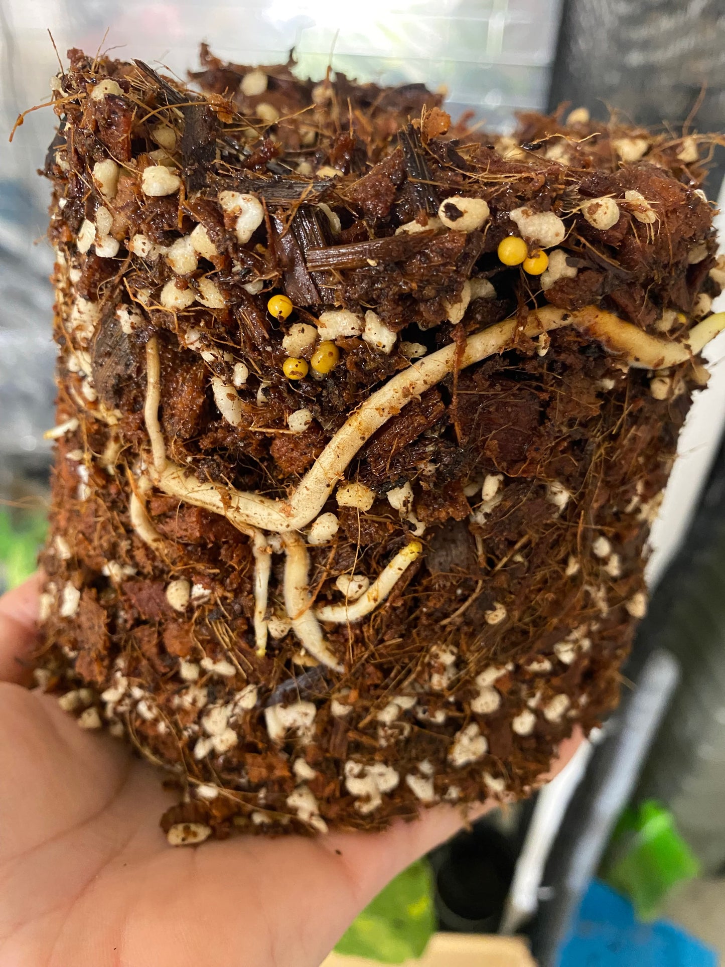 Monstera Deliciosa ‘Electrolight’ *import pre-order*