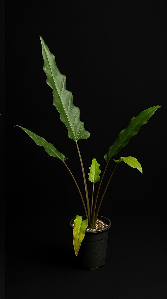 Alocasia Lauterbachiana - Grower's Choice