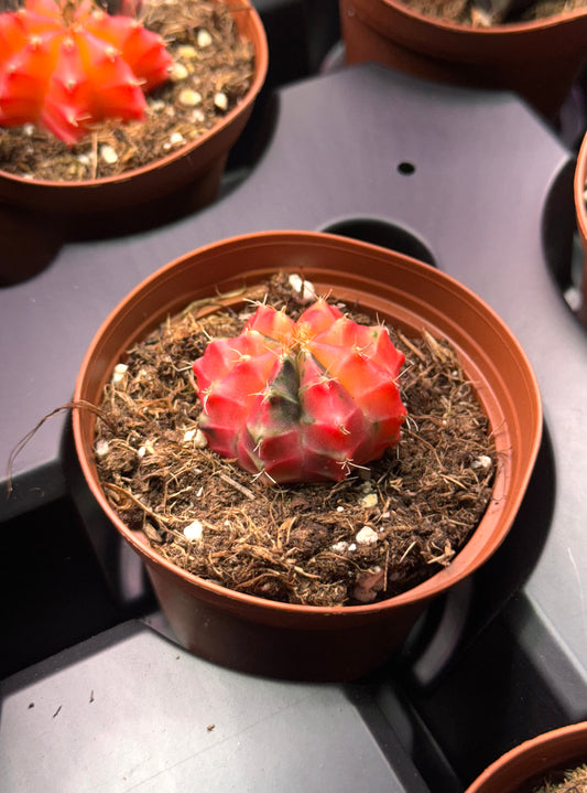 Cactus Colorball - Growers Choice