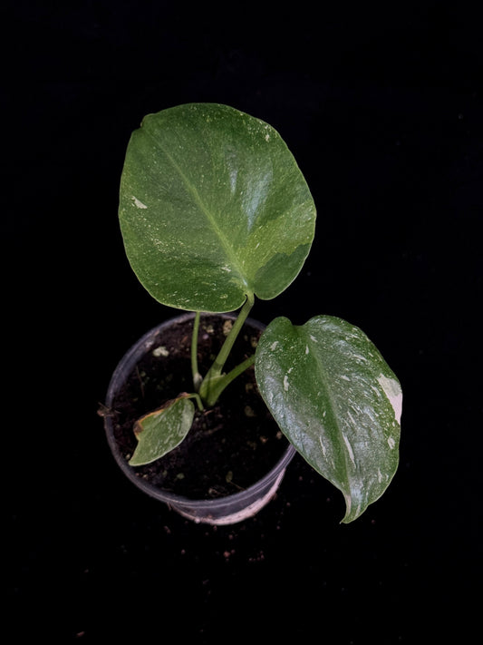 Monstera Thai Constellation *SPECIAL PICK*