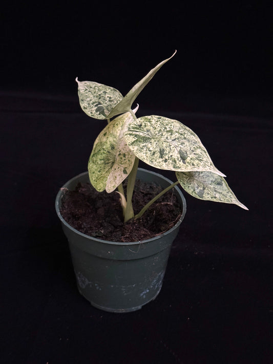 Alocasia Dragon Scale Mint - High Var (growers choice)