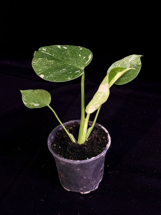 Monstera Thai Constellation *SPECIAL PICK*