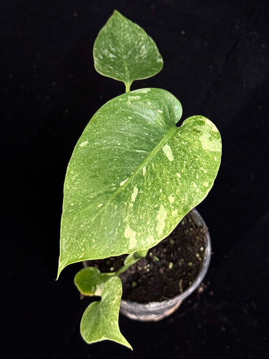 Monstera Thai Constellation *SPECIAL PICK*