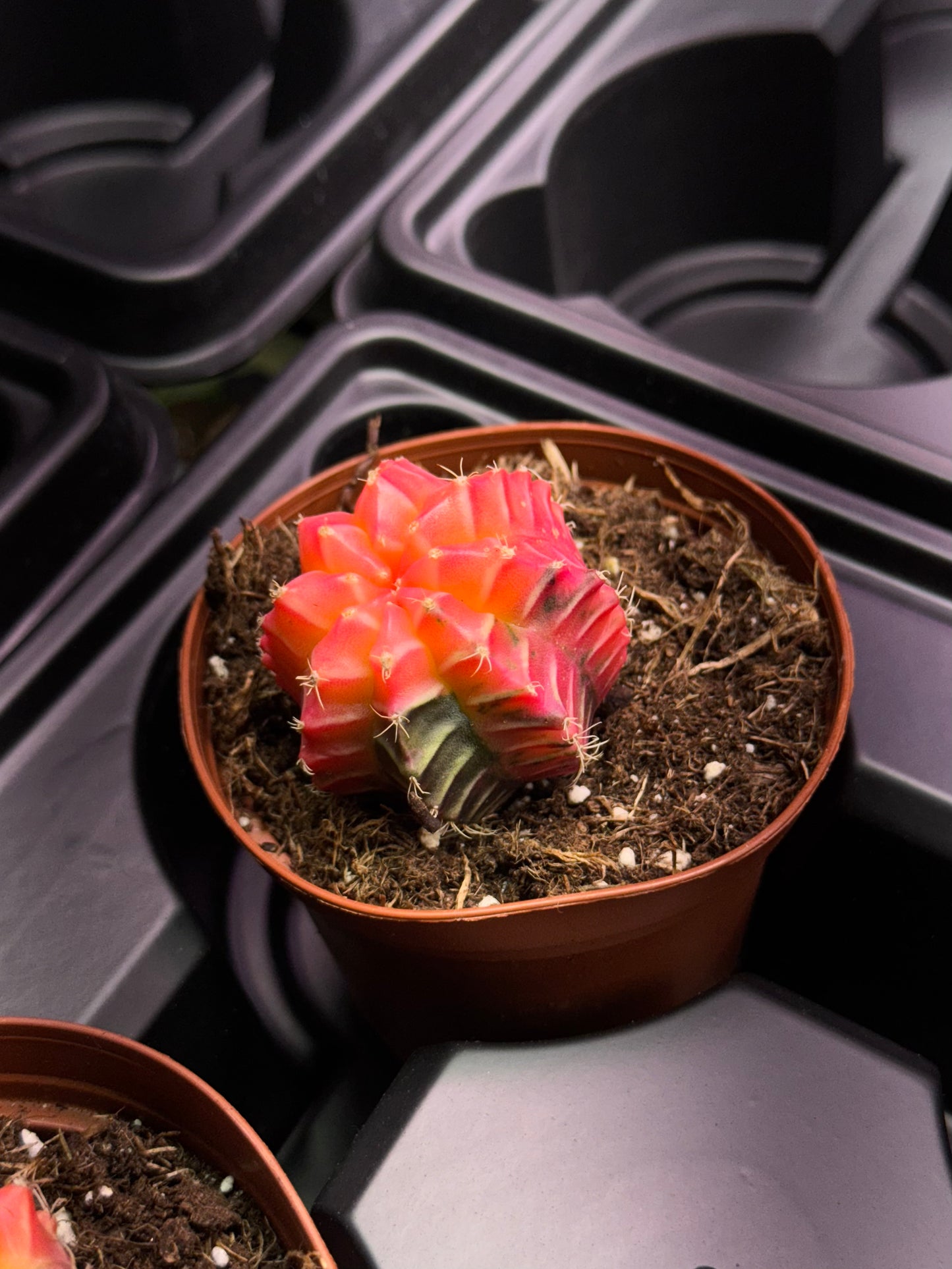 Cactus Colorball - Growers Choice