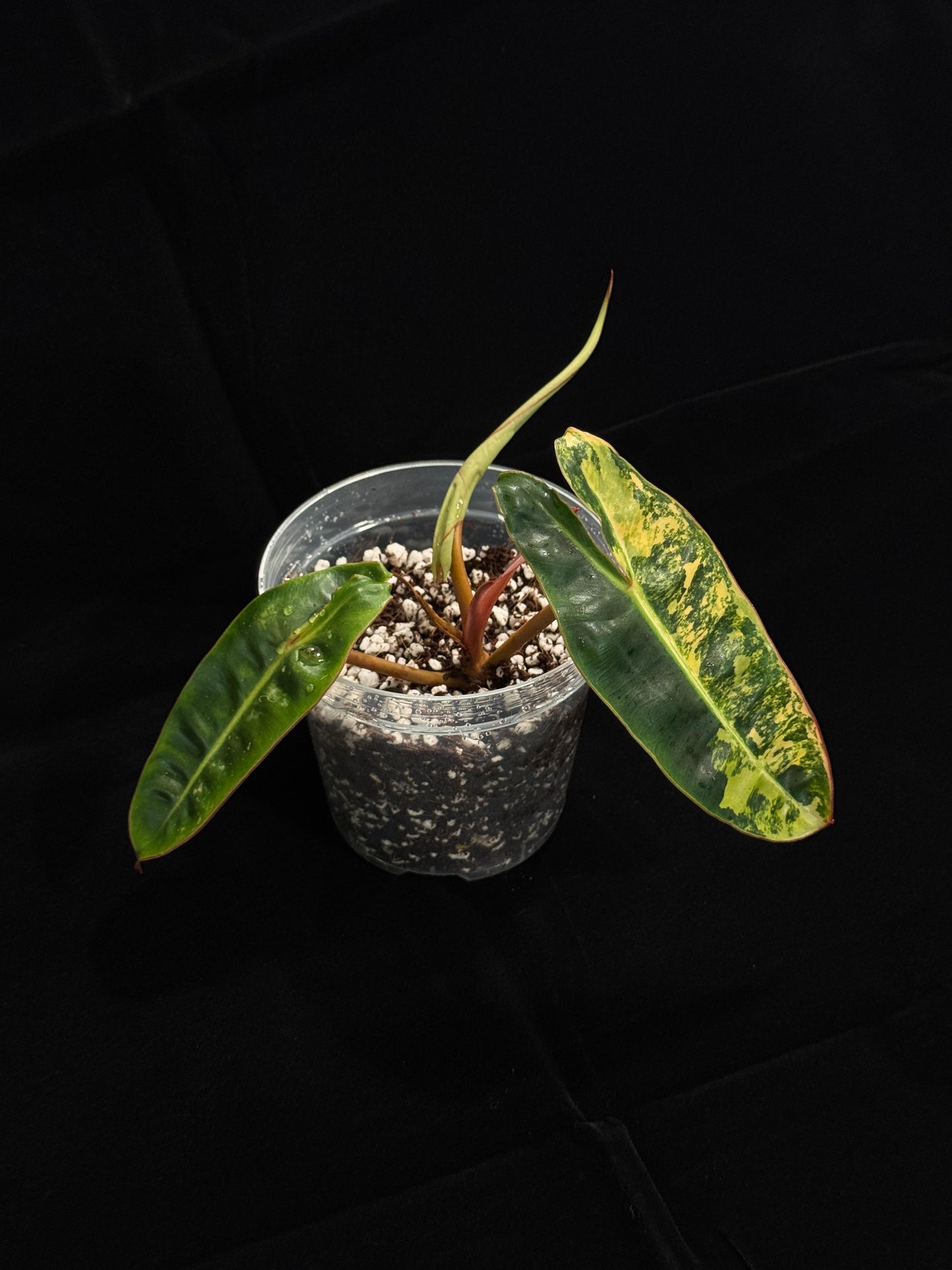 Philodendron Billietiae Variegated (top-cut)