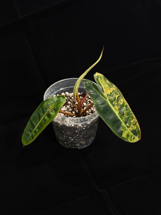Philodendron Billietiae Variegated (top-cut)