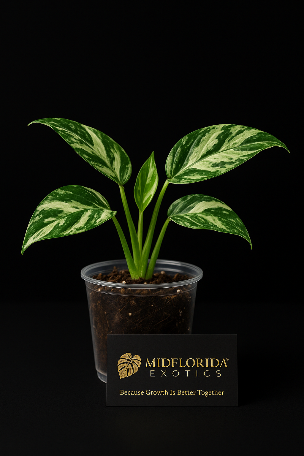 Epipremnum Pinnatum Marble