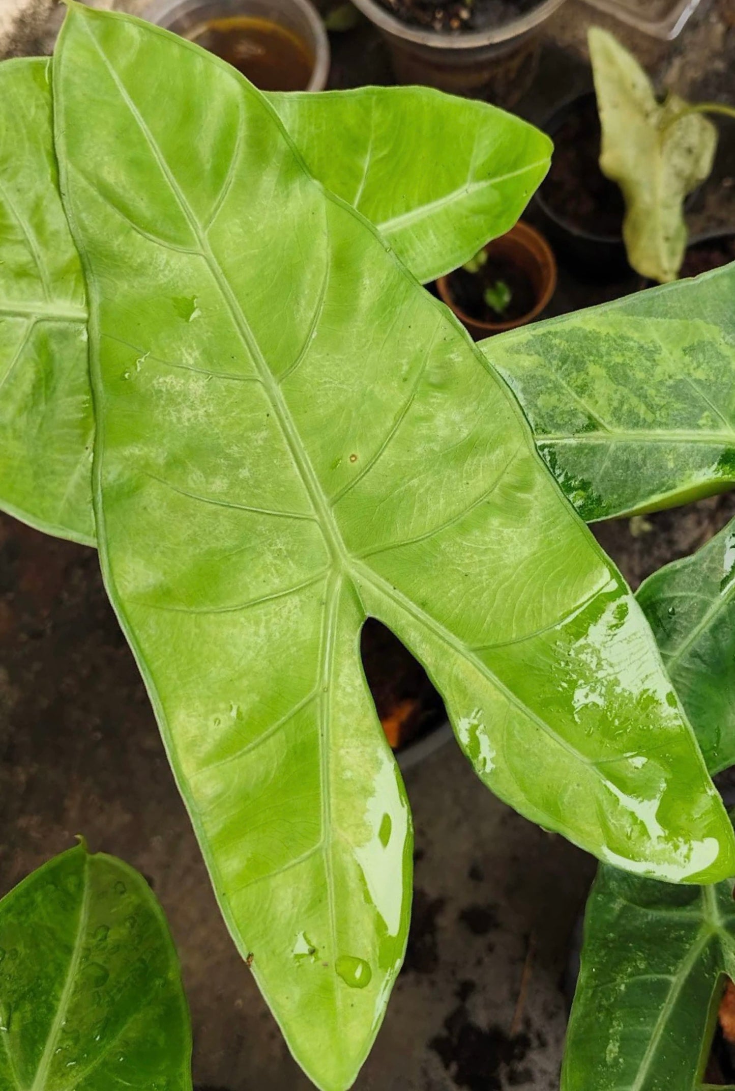 1x CORM - Alocasia Longiloba ‘Bu-Do Lemon’ Variegated