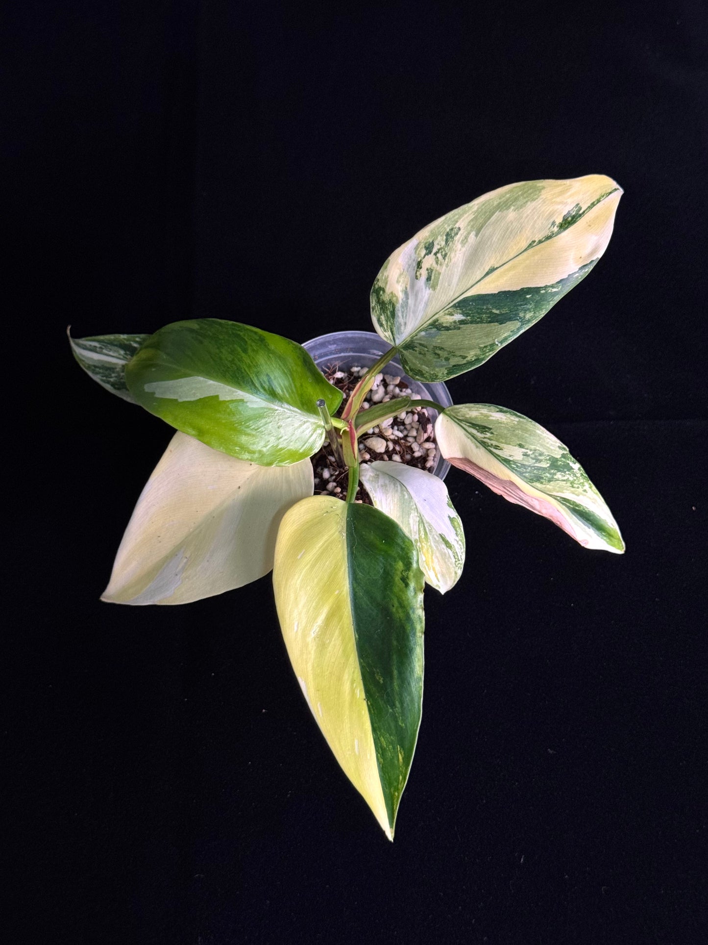 Philodendron White Princess aurea variegated