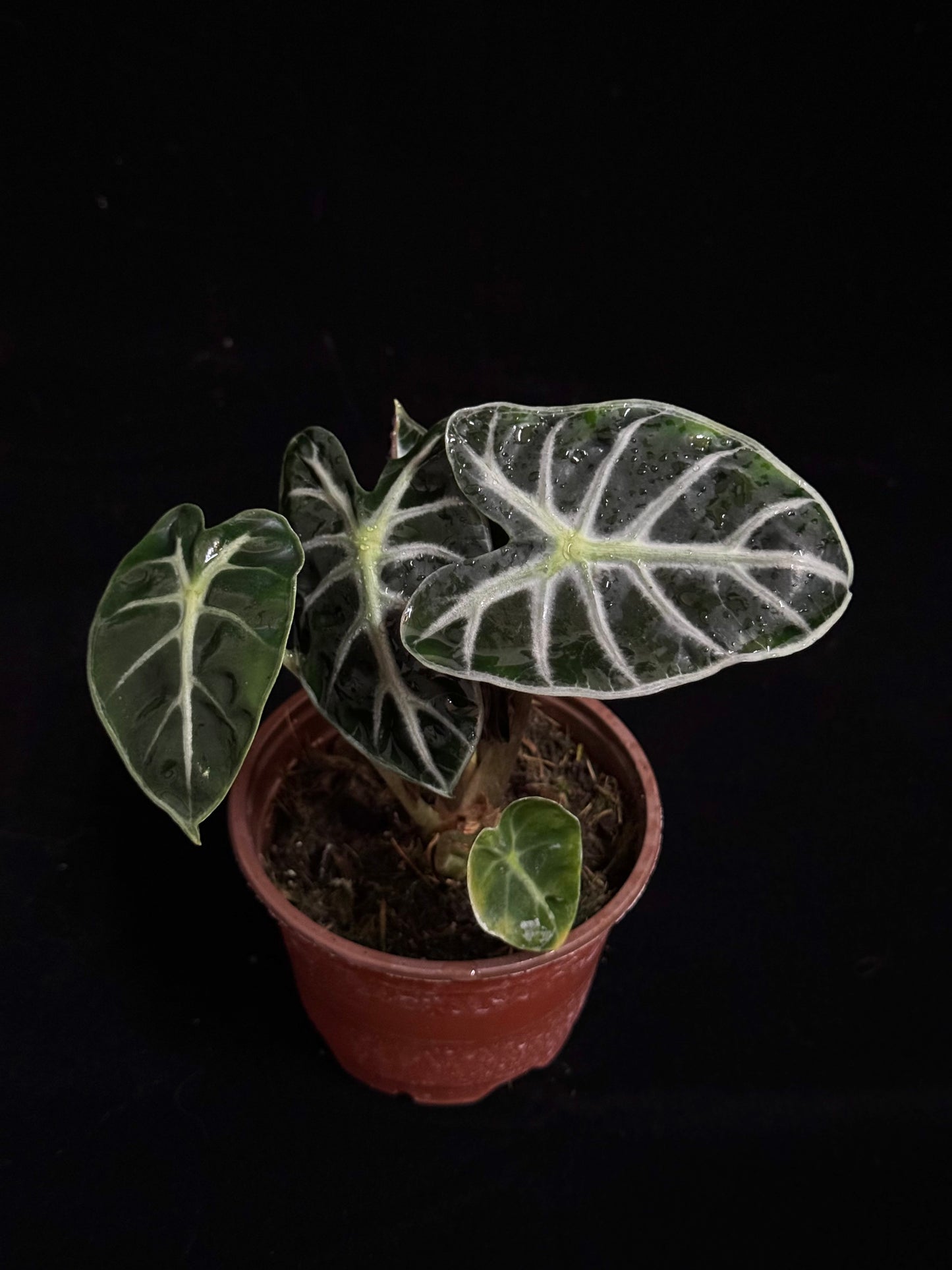 Alocasia Heart Balloon - Grower's Choice