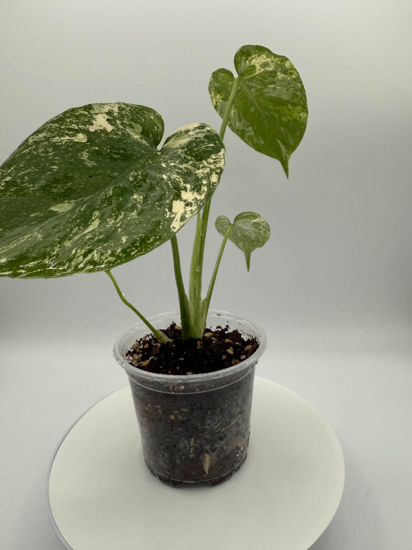 Monstera White Monster - Growers Choice
