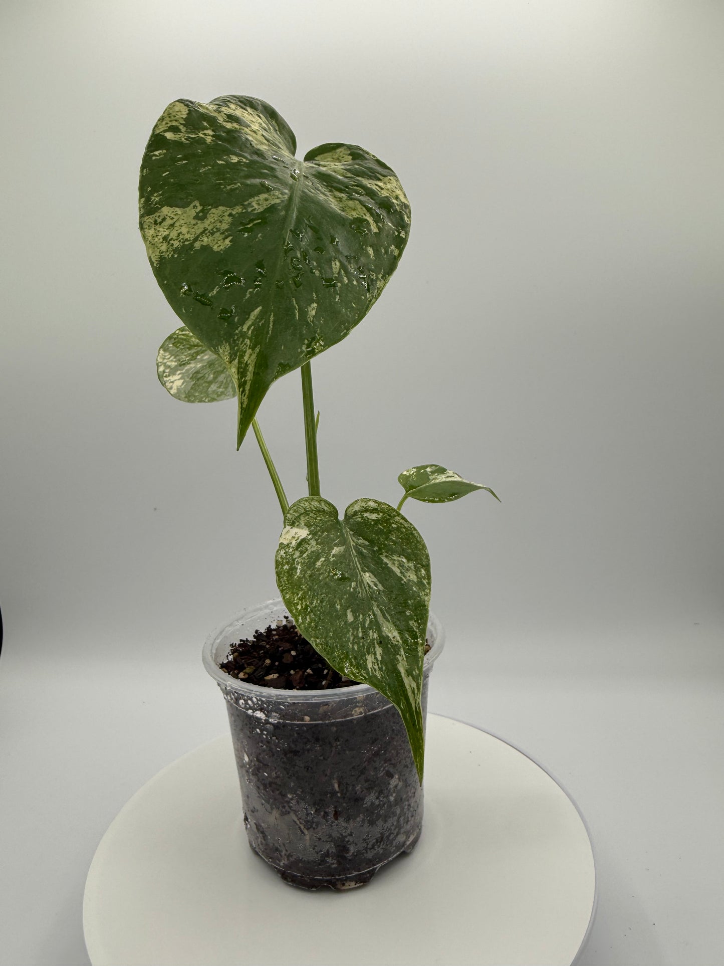 Monstera White Monster - Growers Choice