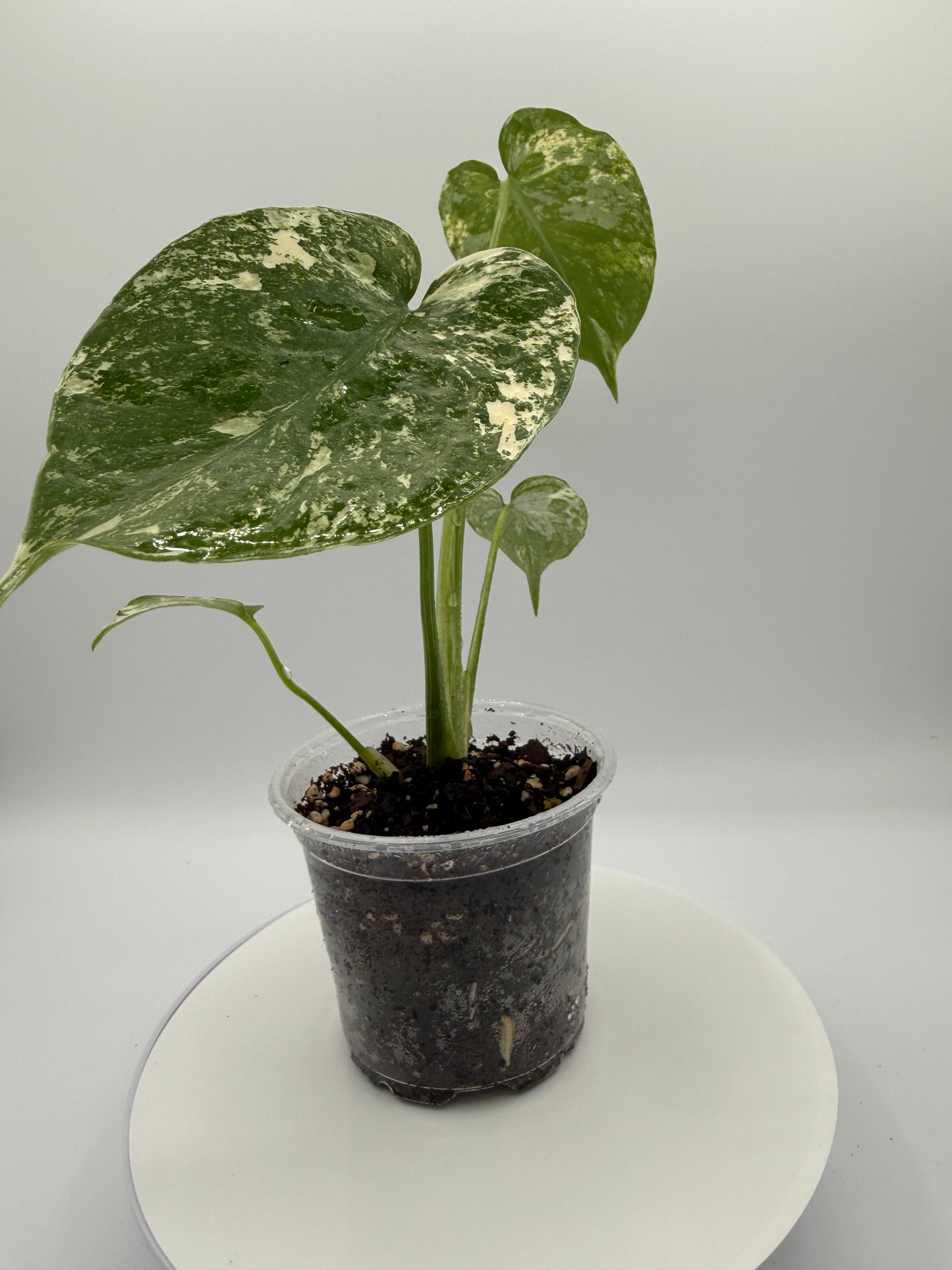 Monstera White Monster - Growers Choice