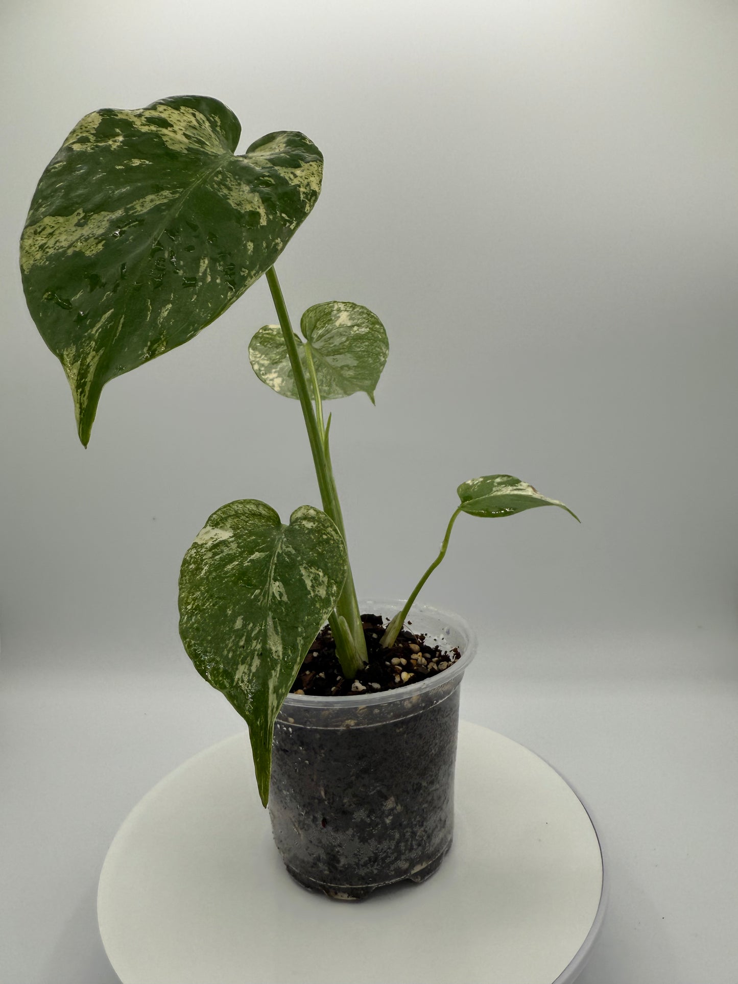 Monstera White Monster - Growers Choice