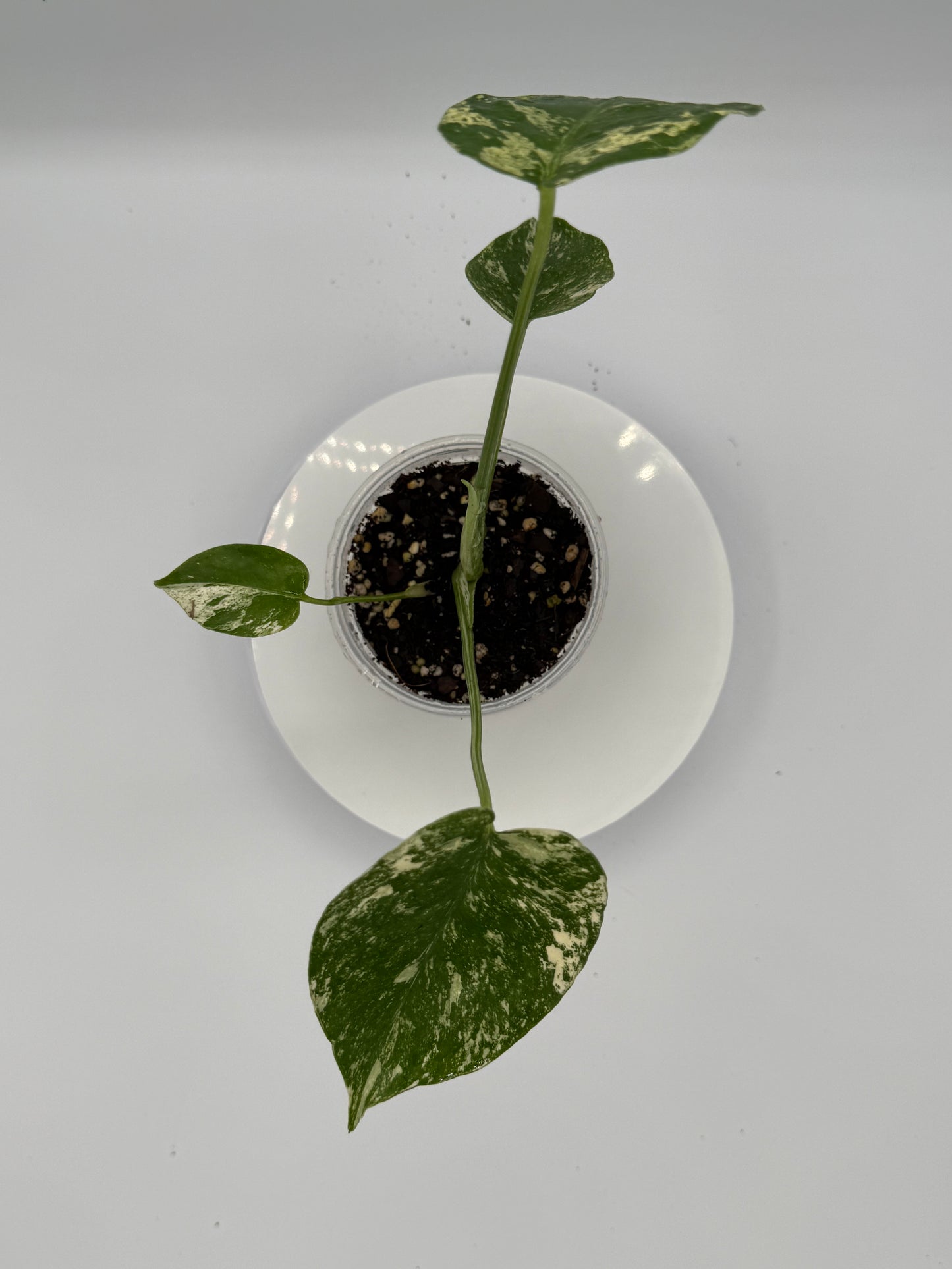 Monstera White Monster - Growers Choice
