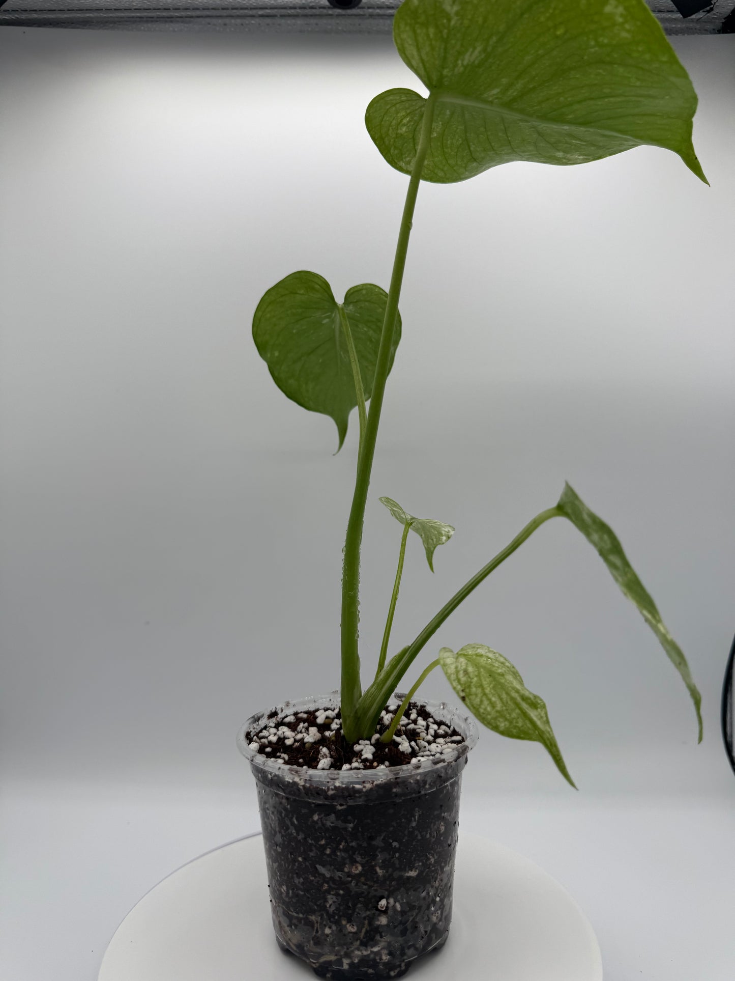 Monstera White Monster - Growers Choice