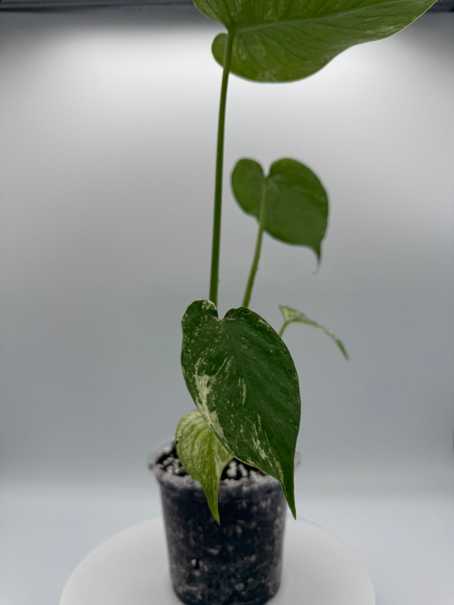 Monstera White Monster - Growers Choice