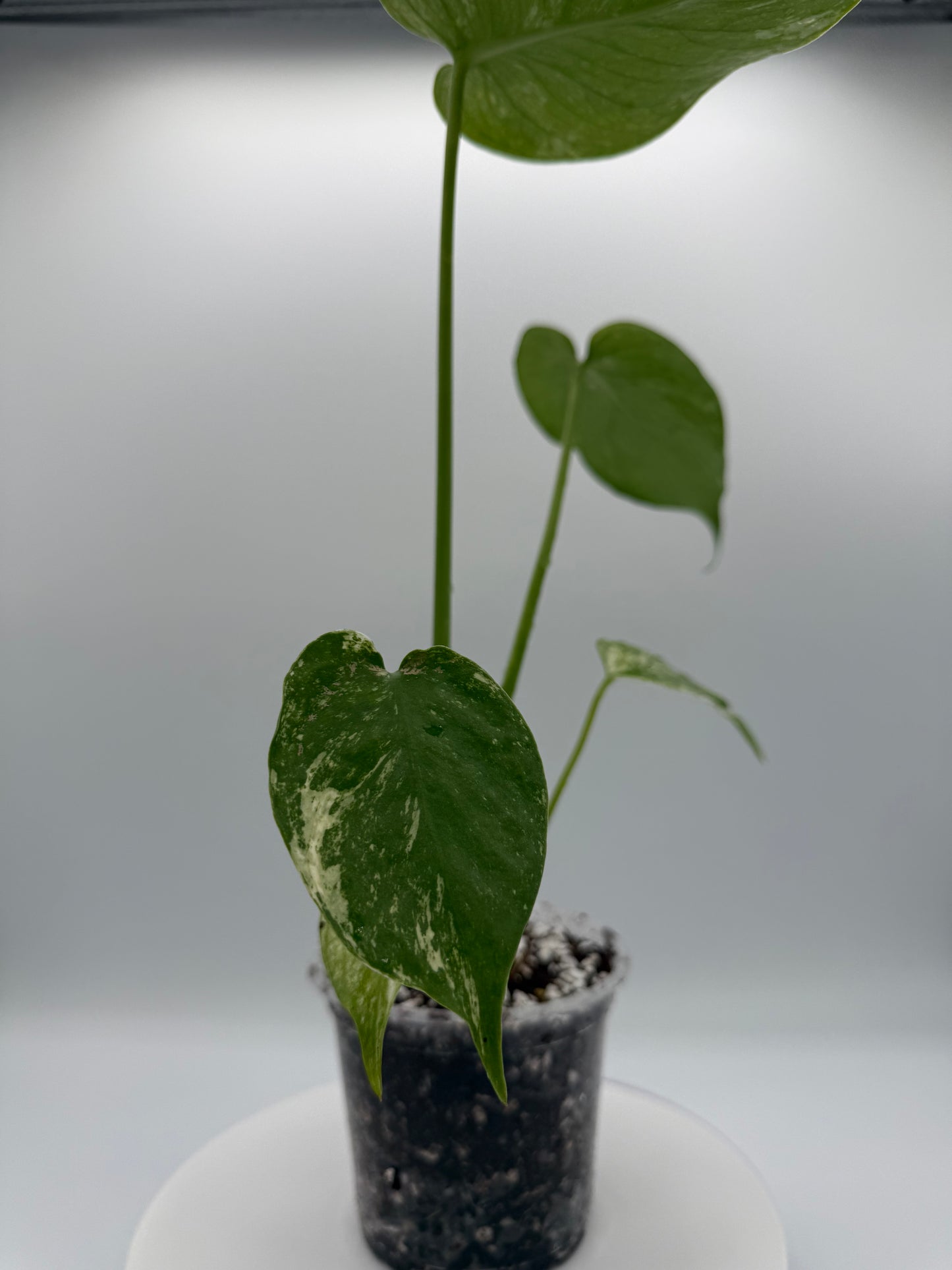 Monstera White Monster - Growers Choice