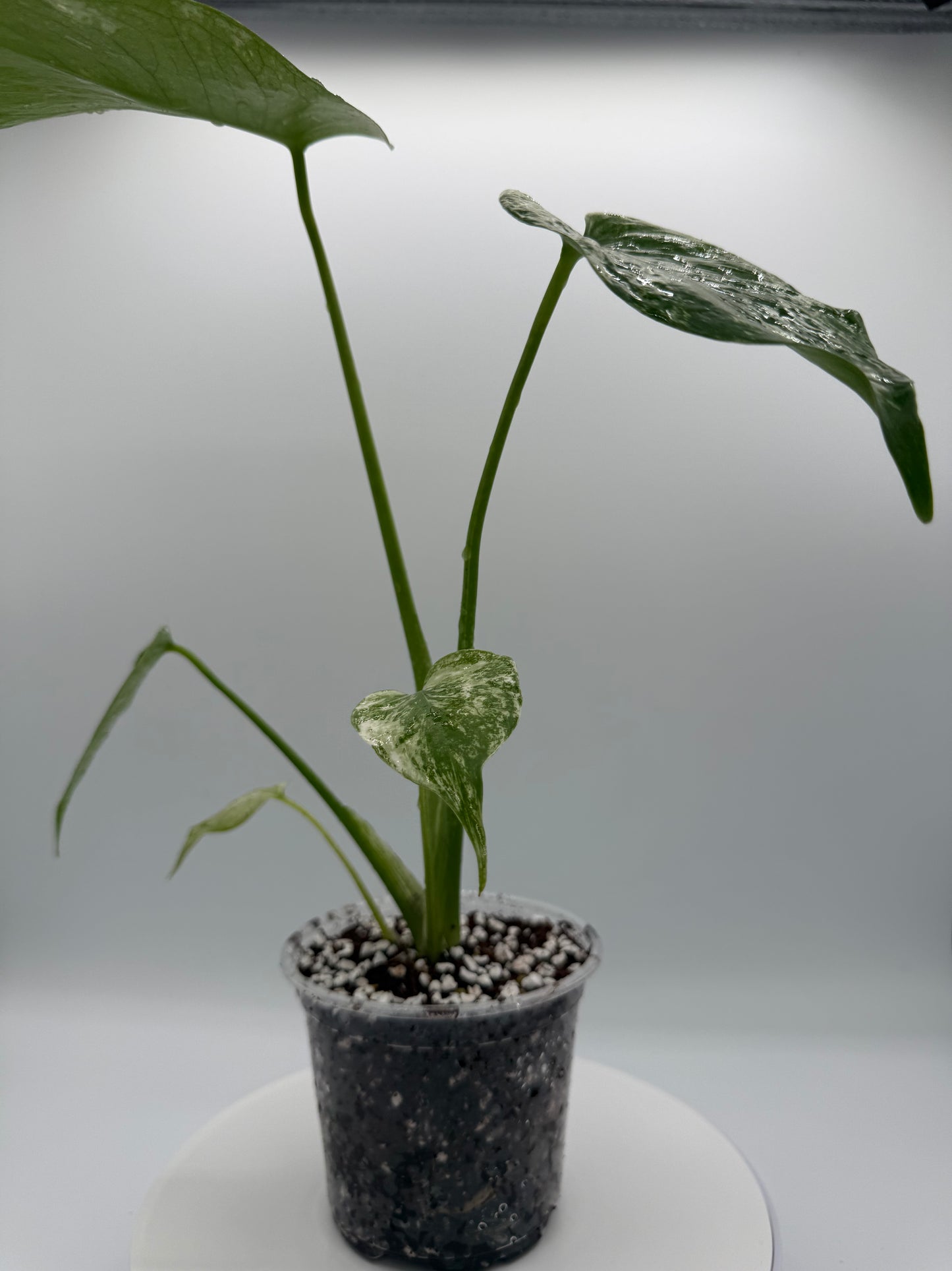 Monstera White Monster - Growers Choice