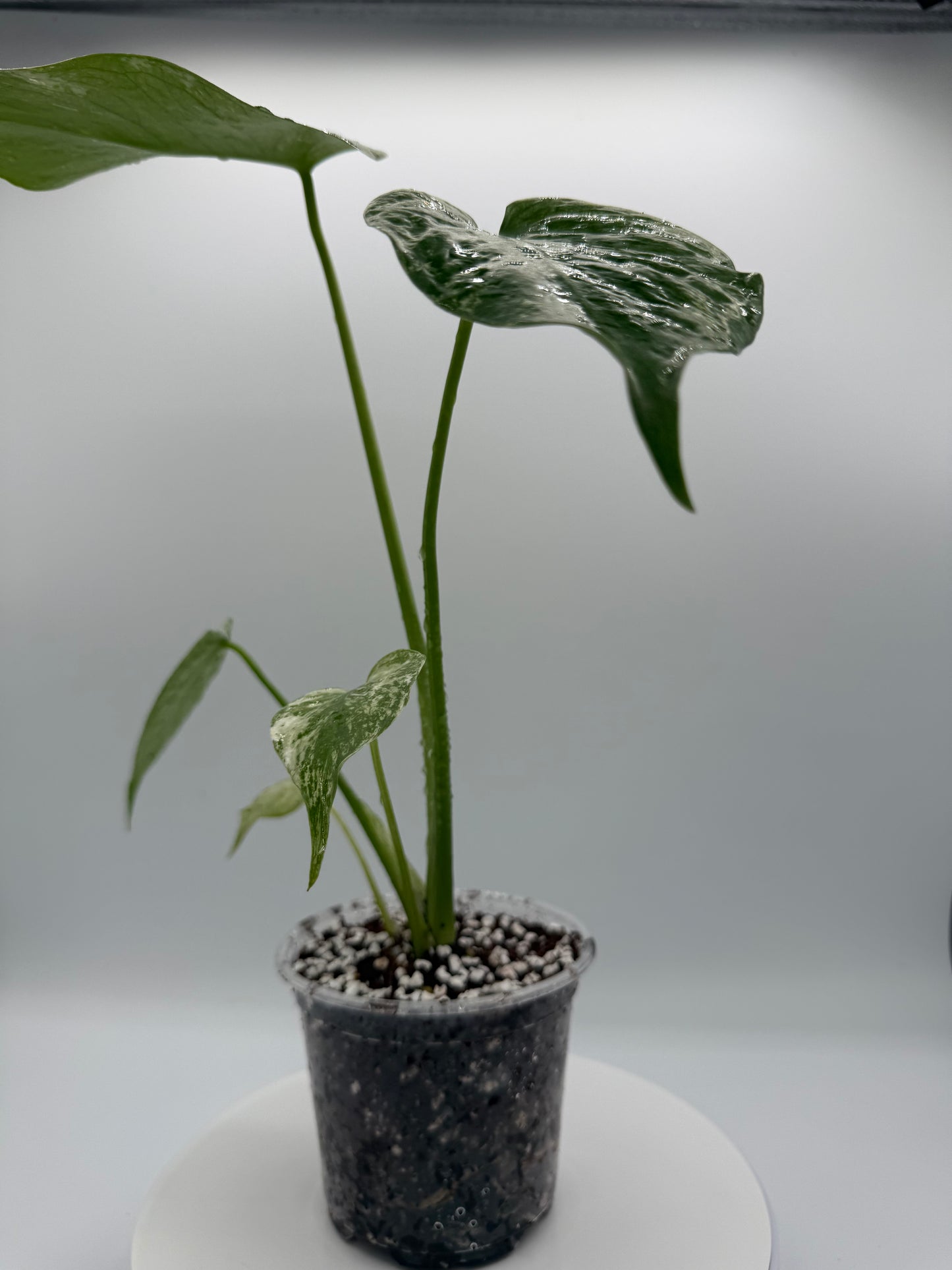 Monstera White Monster - Growers Choice