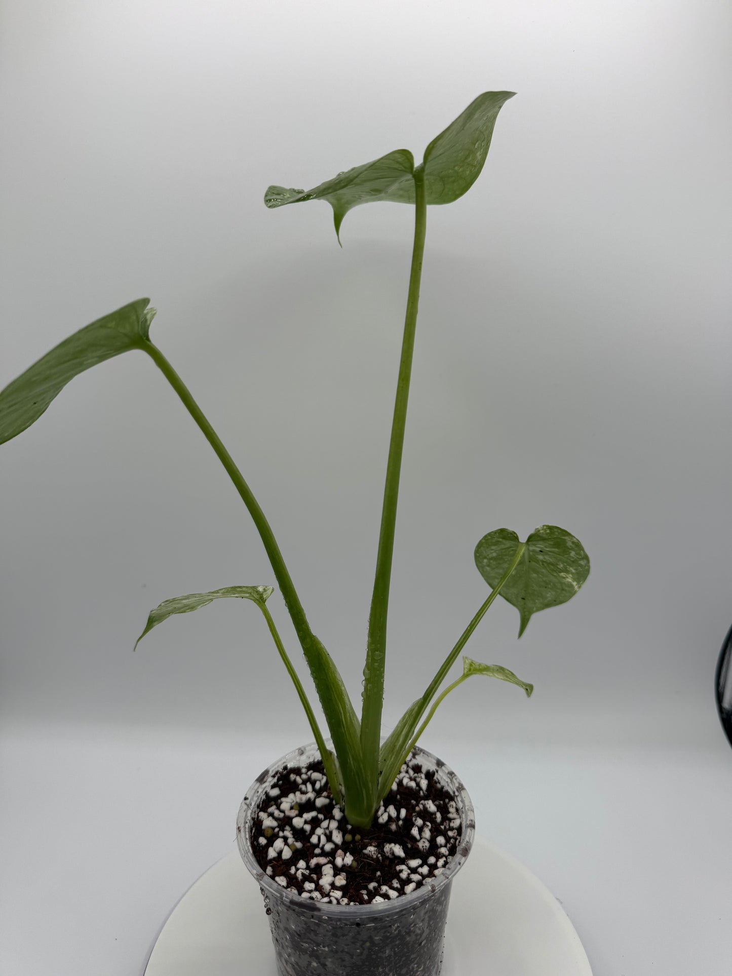 Monstera White Monster - Growers Choice
