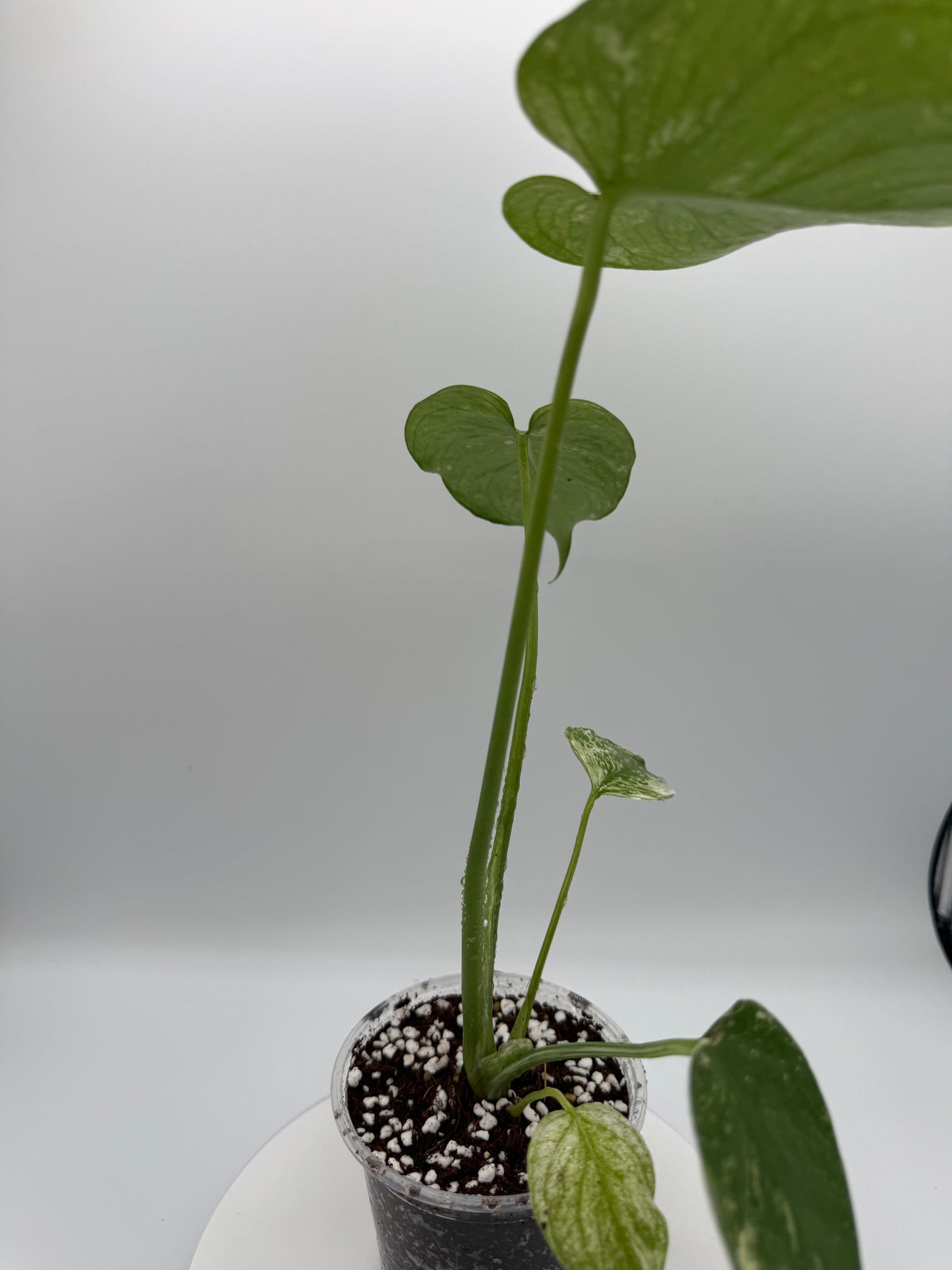 Monstera White Monster - Growers Choice