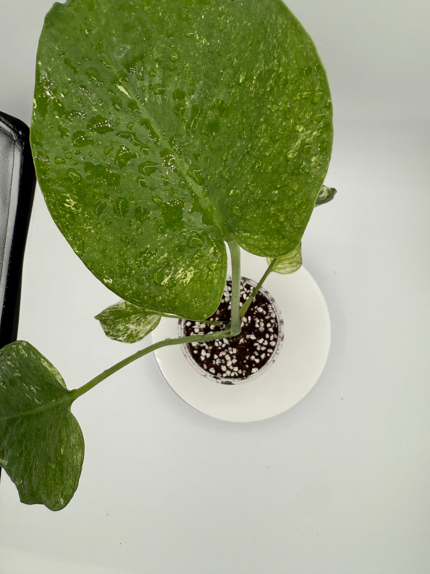 Monstera White Monster - Growers Choice