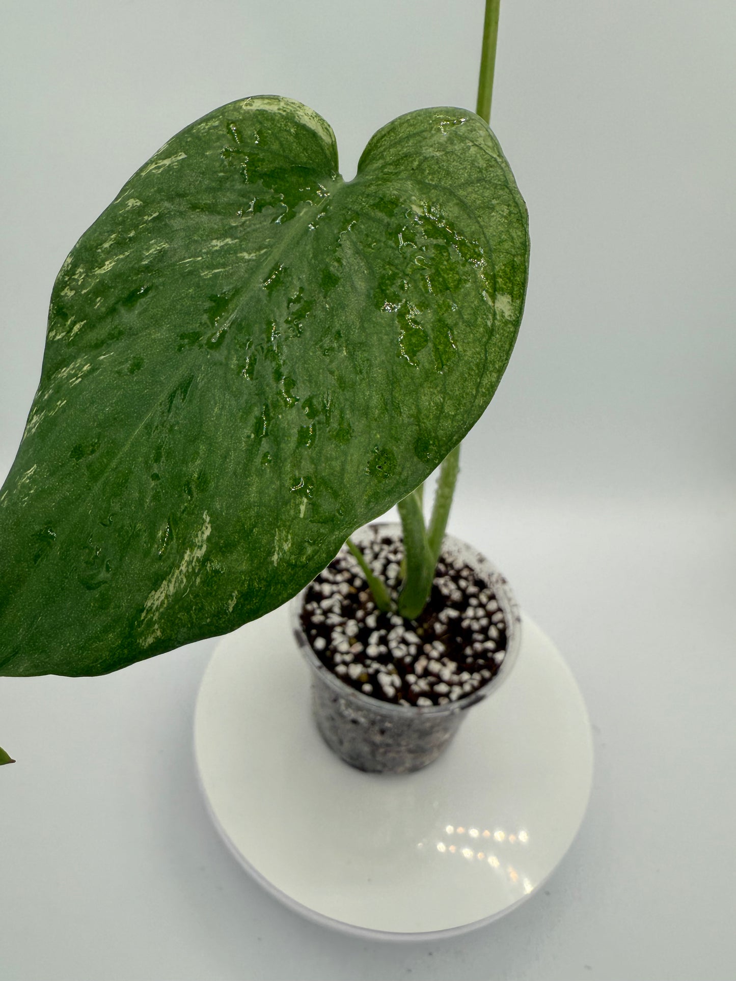 Monstera White Monster - Growers Choice