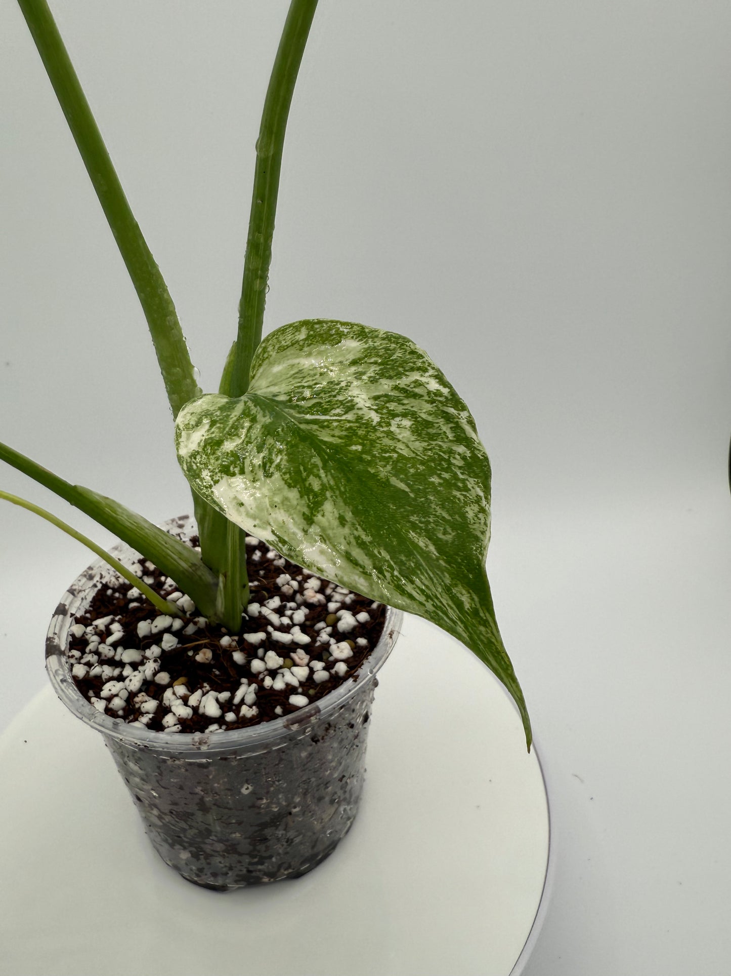 Monstera White Monster - Growers Choice