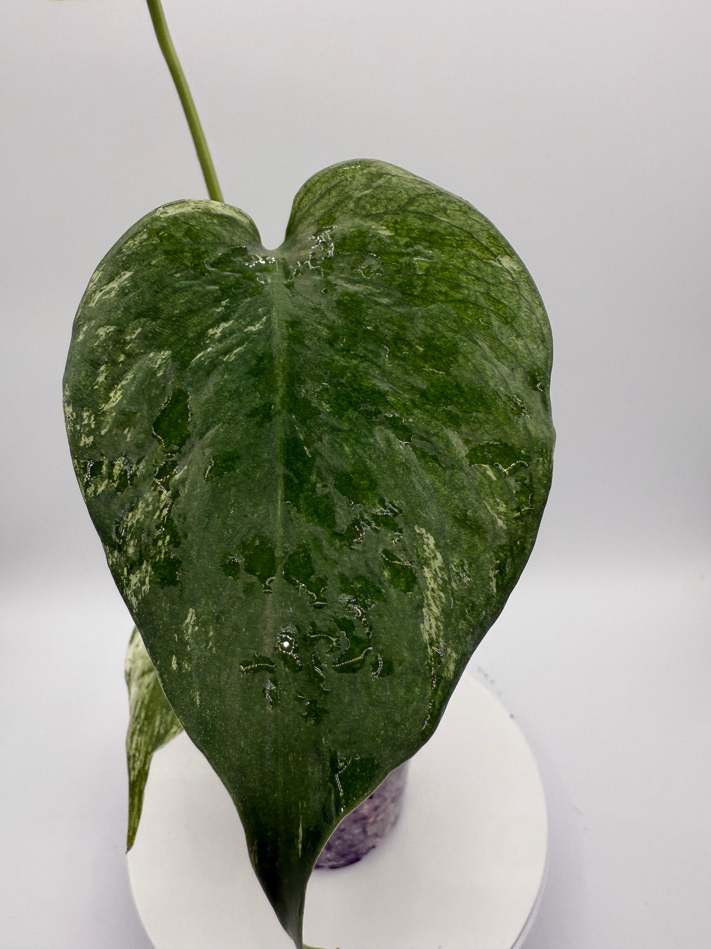 Monstera White Monster - Growers Choice