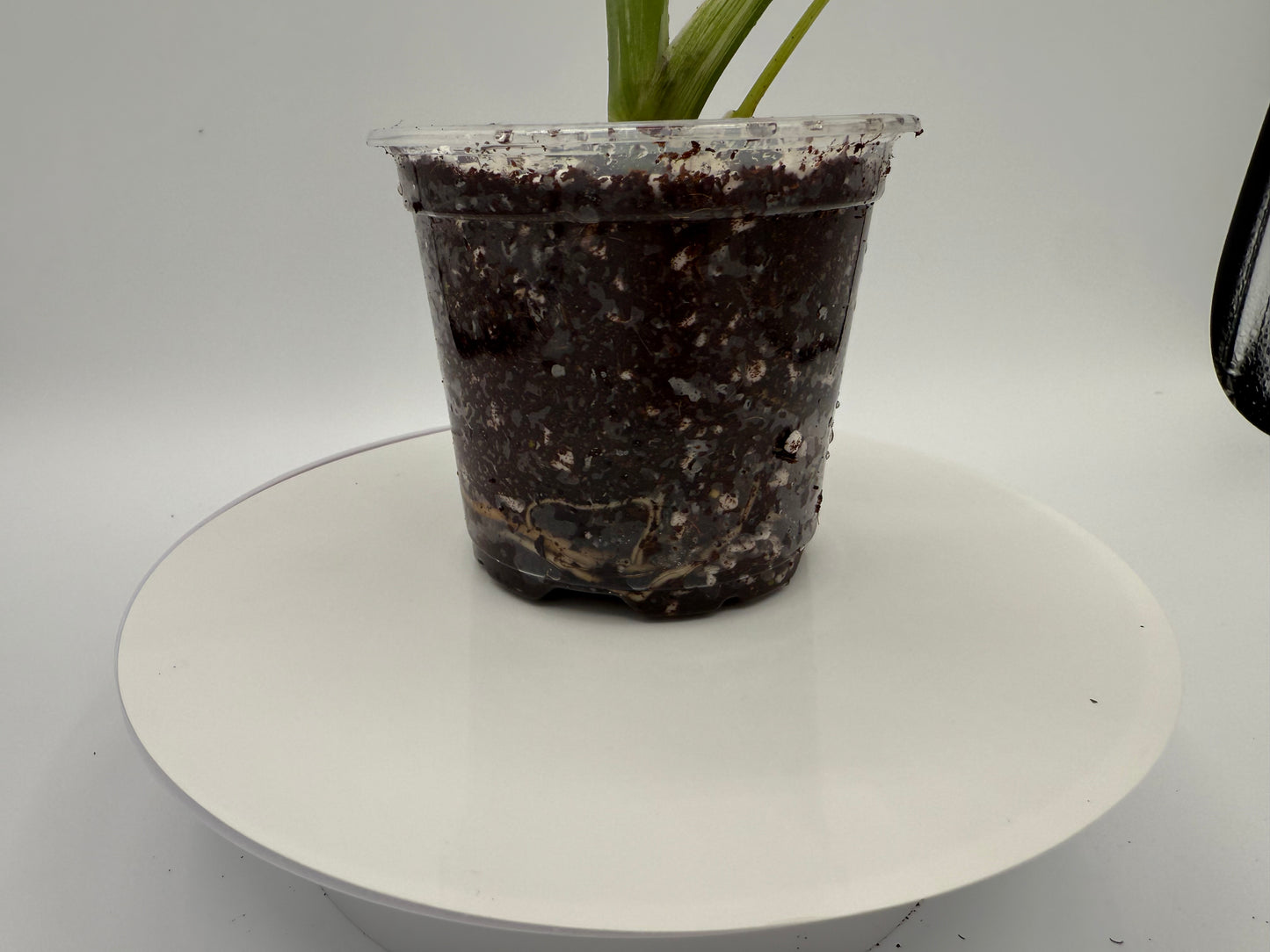 Monstera White Monster - Growers Choice