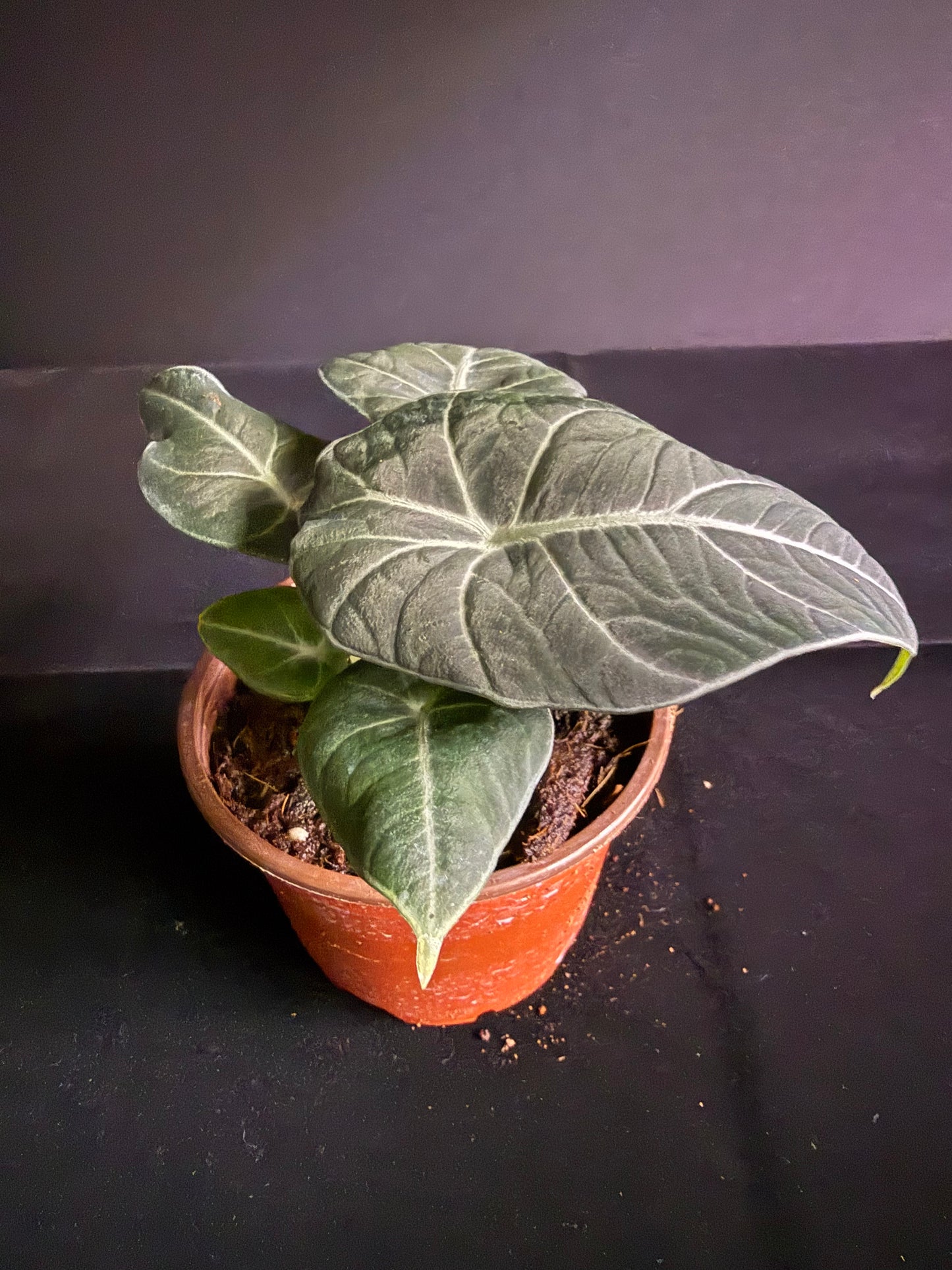 Alocasia Black Velvet - Grower's Choice