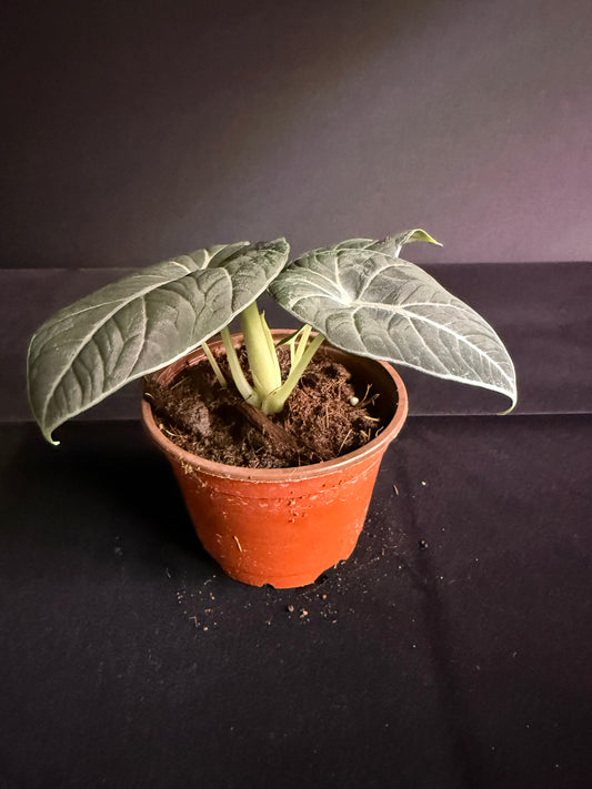 Alocasia Black Velvet - Grower's Choice