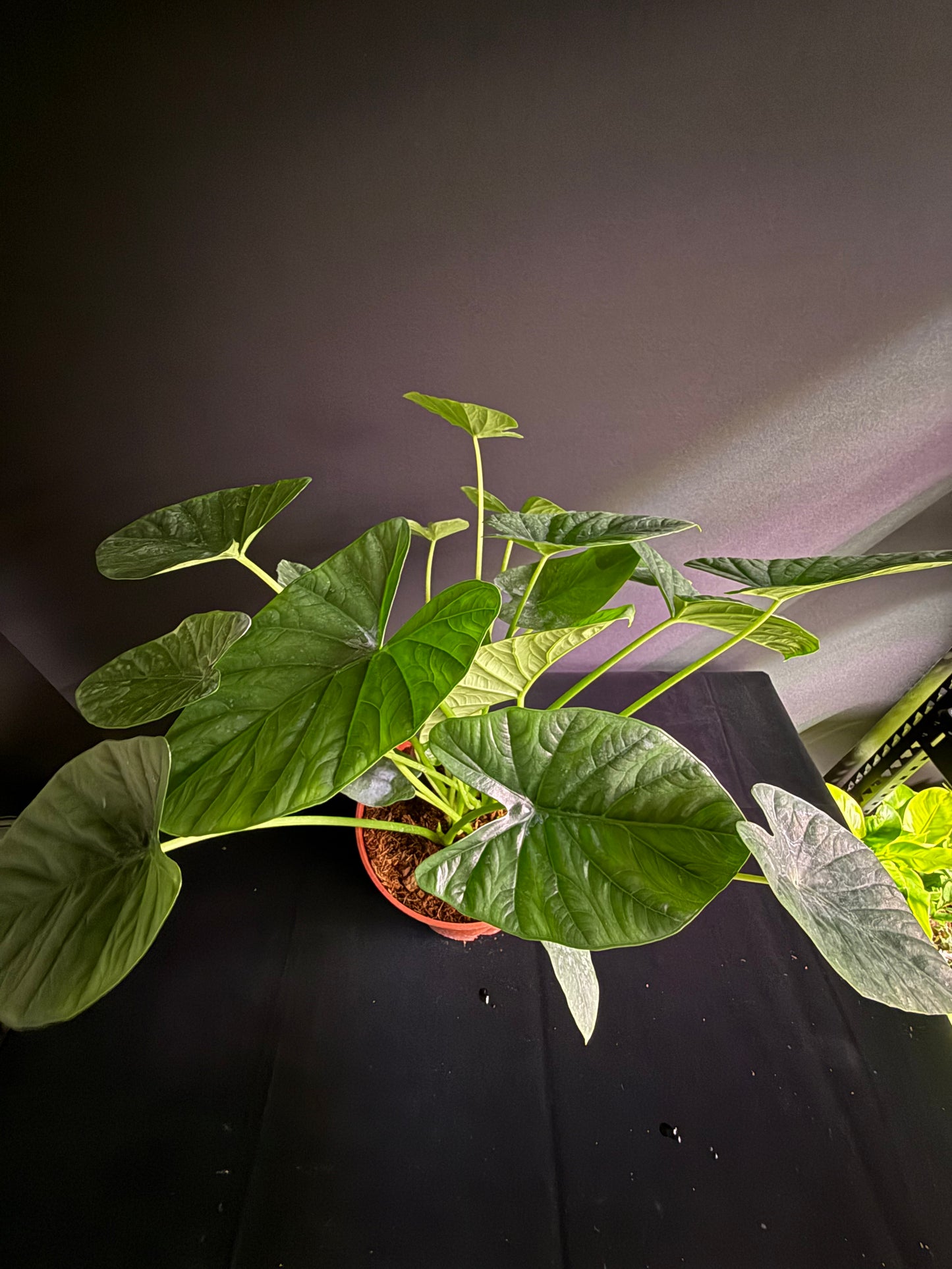 Alocasia Lukiwan (Alba x Sinuata) - Grower's Choice