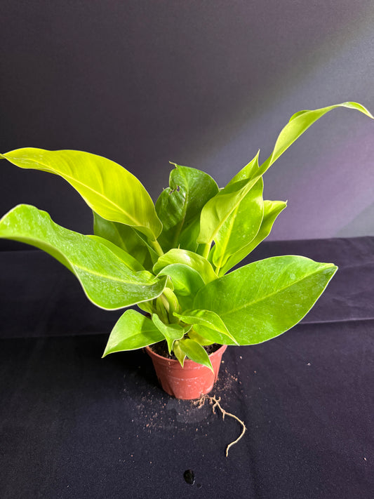 Philodendron Moonlight - Grower's Choice