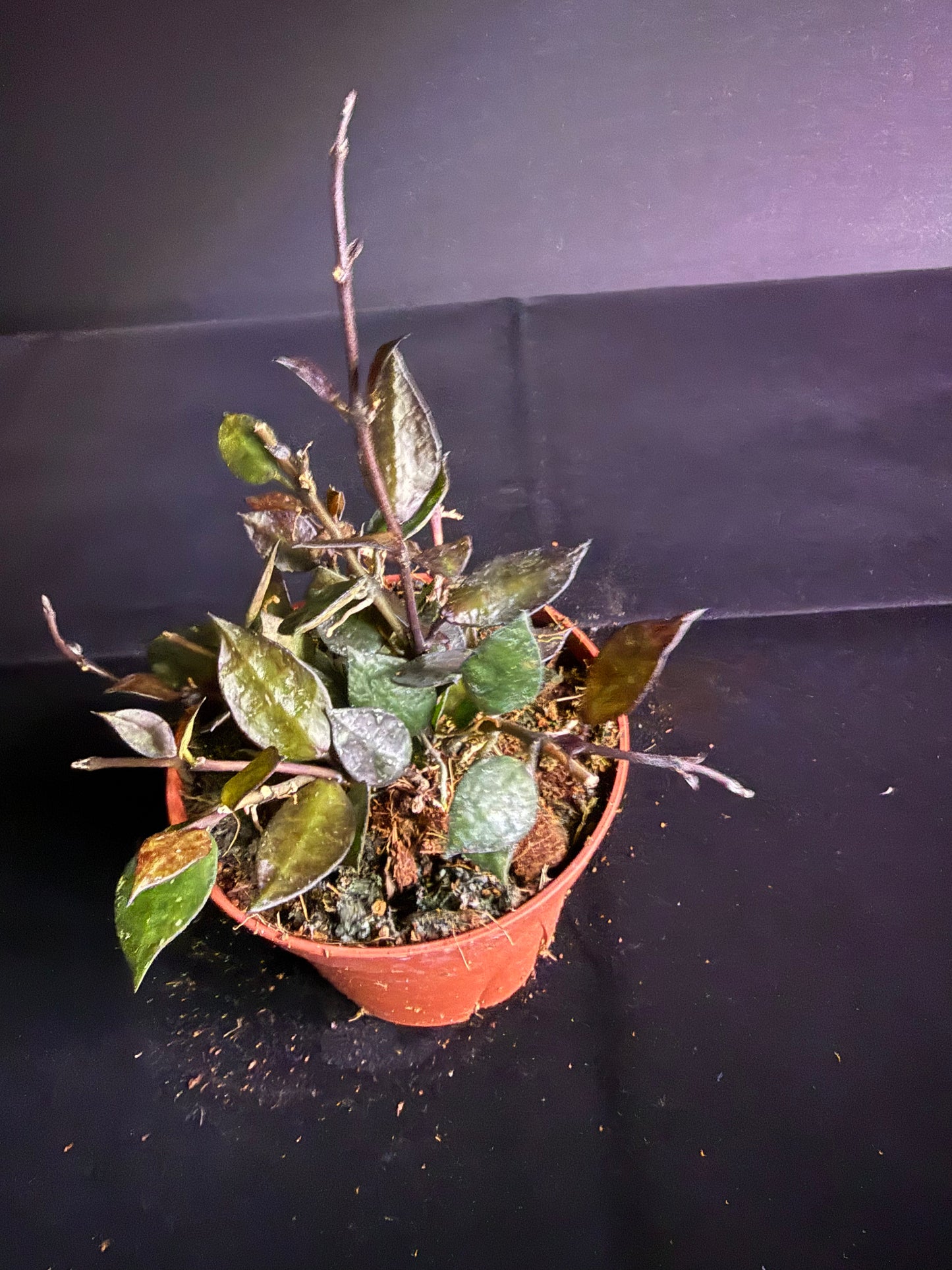 Hoya Krohniana Black - Grower's Choice