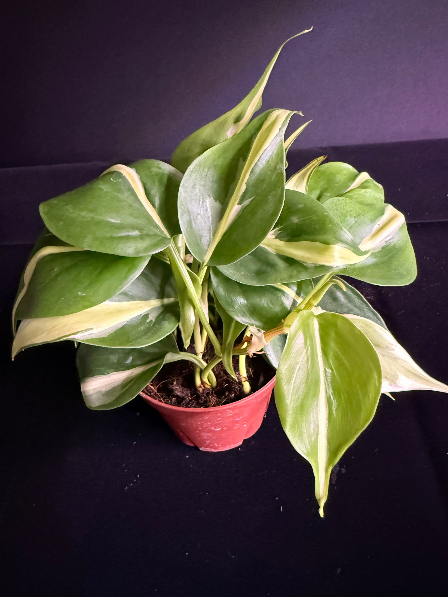 Philodendron Hederaceum Rio - Growers Choice