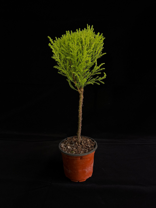 Lemon Cypress Ball Topiary - Grower's Choice